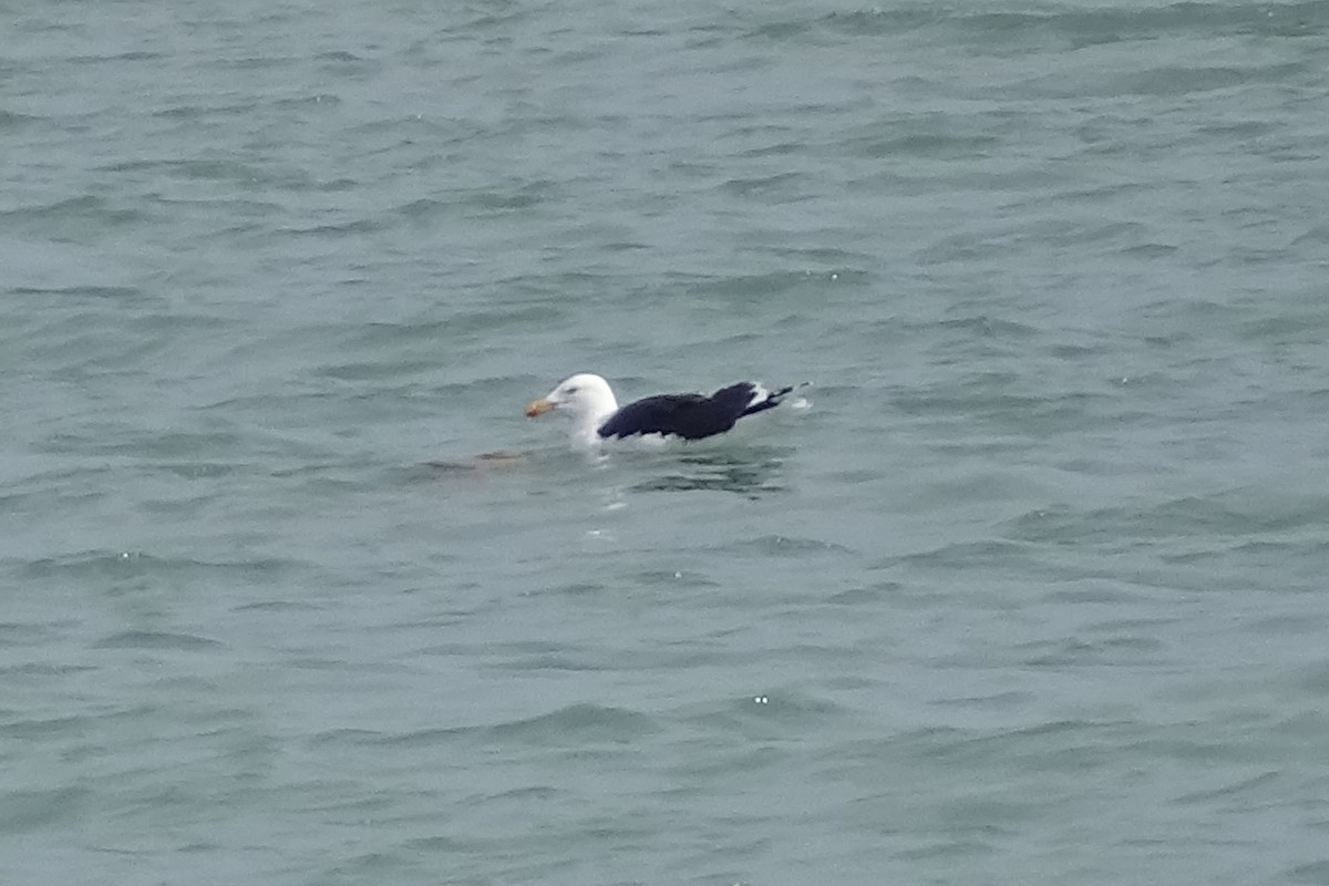 racek mořský - ML421802981