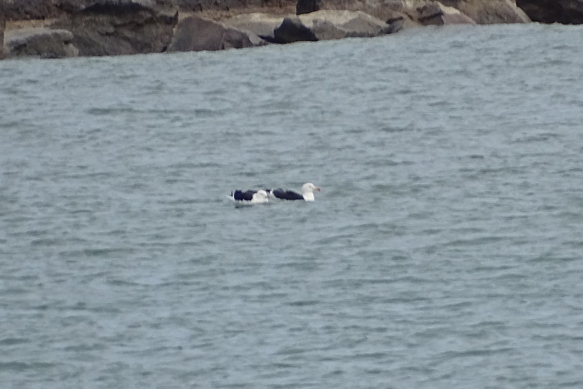 racek mořský - ML421802991