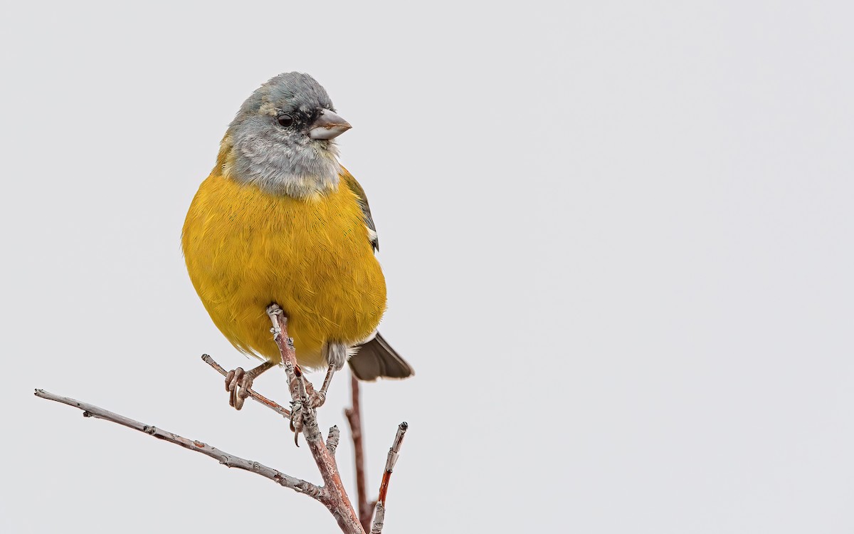 Patagonian Sierra Finch - ML421803221