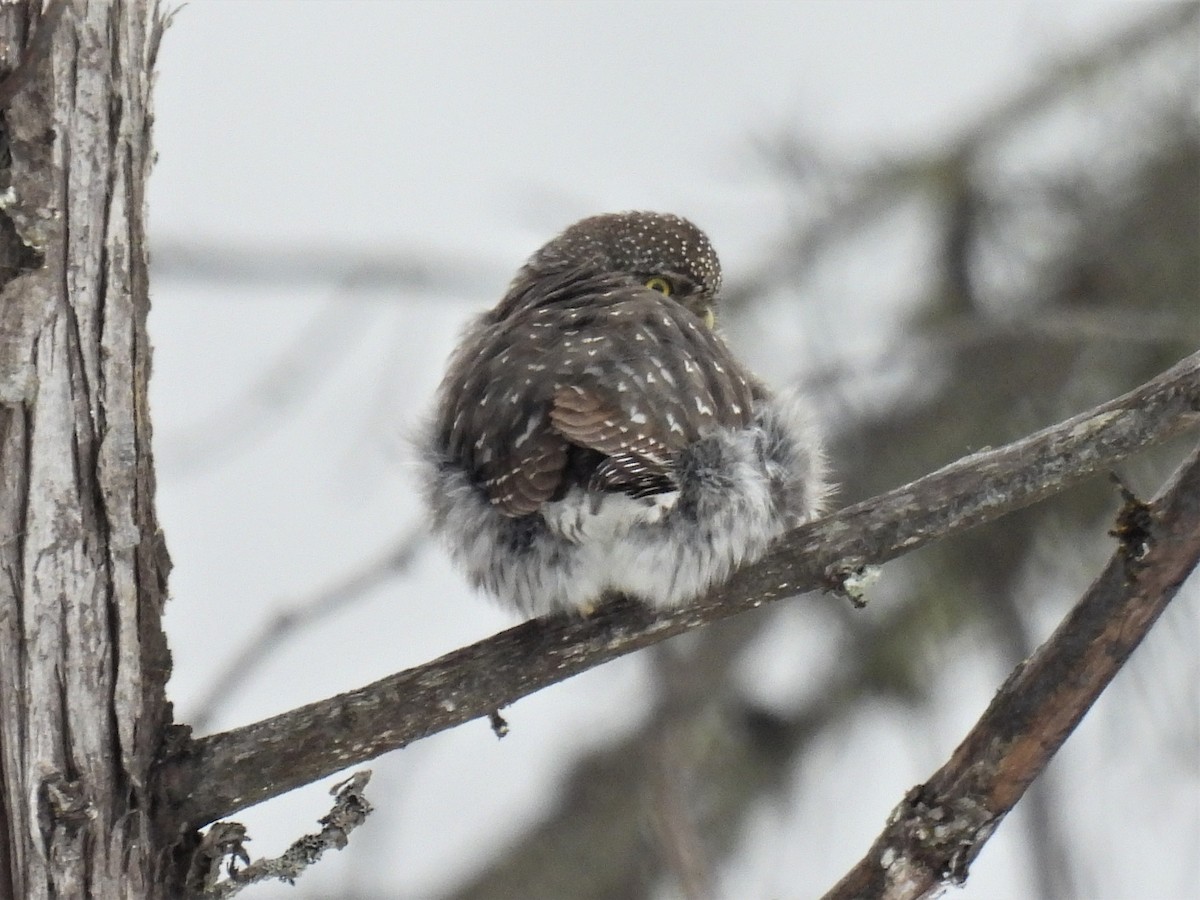 Northern Pygmy-Owl - ML421803511