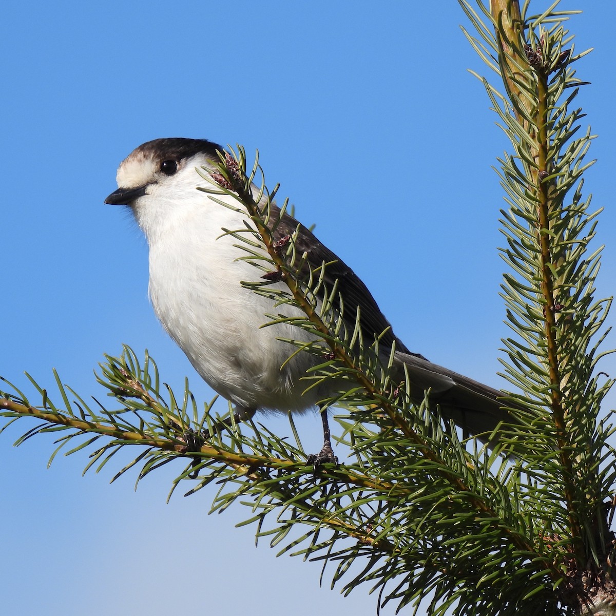 Canada Jay - ML421803521