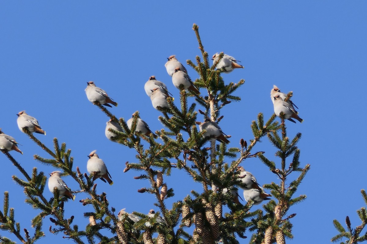 Bohemian Waxwing - ML421804111