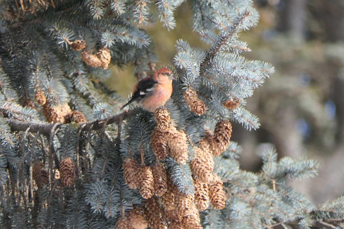 White-winged Crossbill - ML421804401