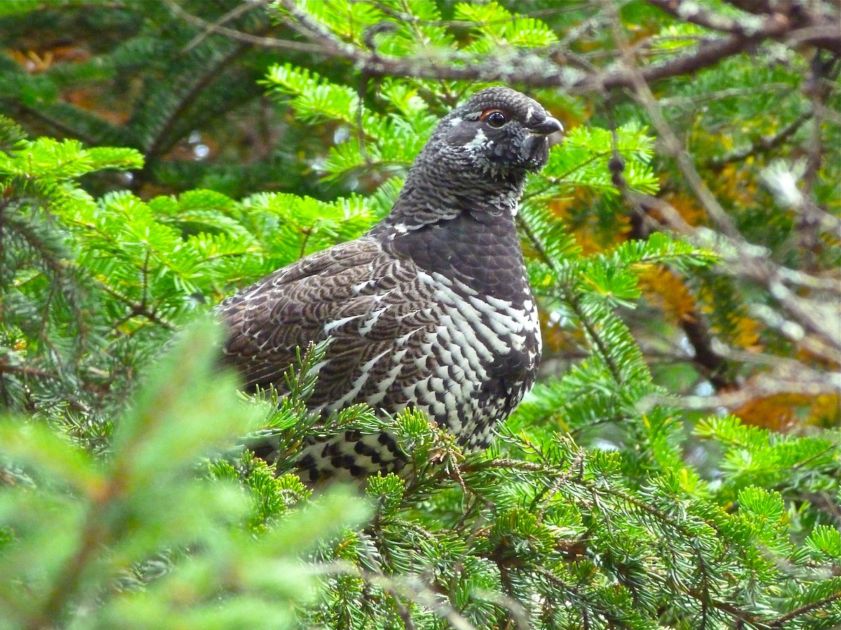 Spruce Grouse - Rick Whitman