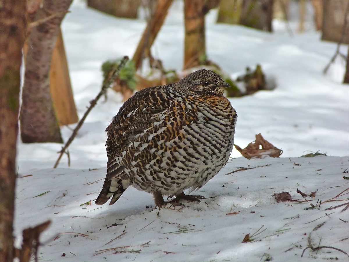 Spruce Grouse - ML42180701