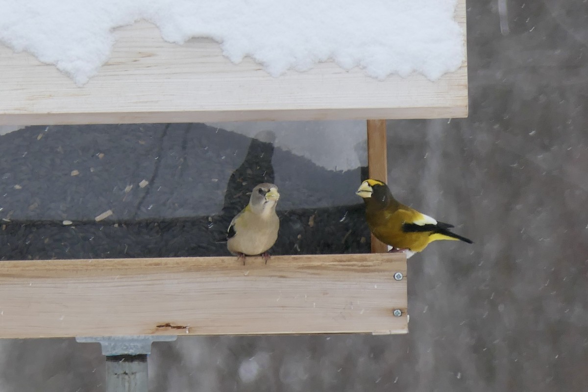 Evening Grosbeak - Jeff Dawson