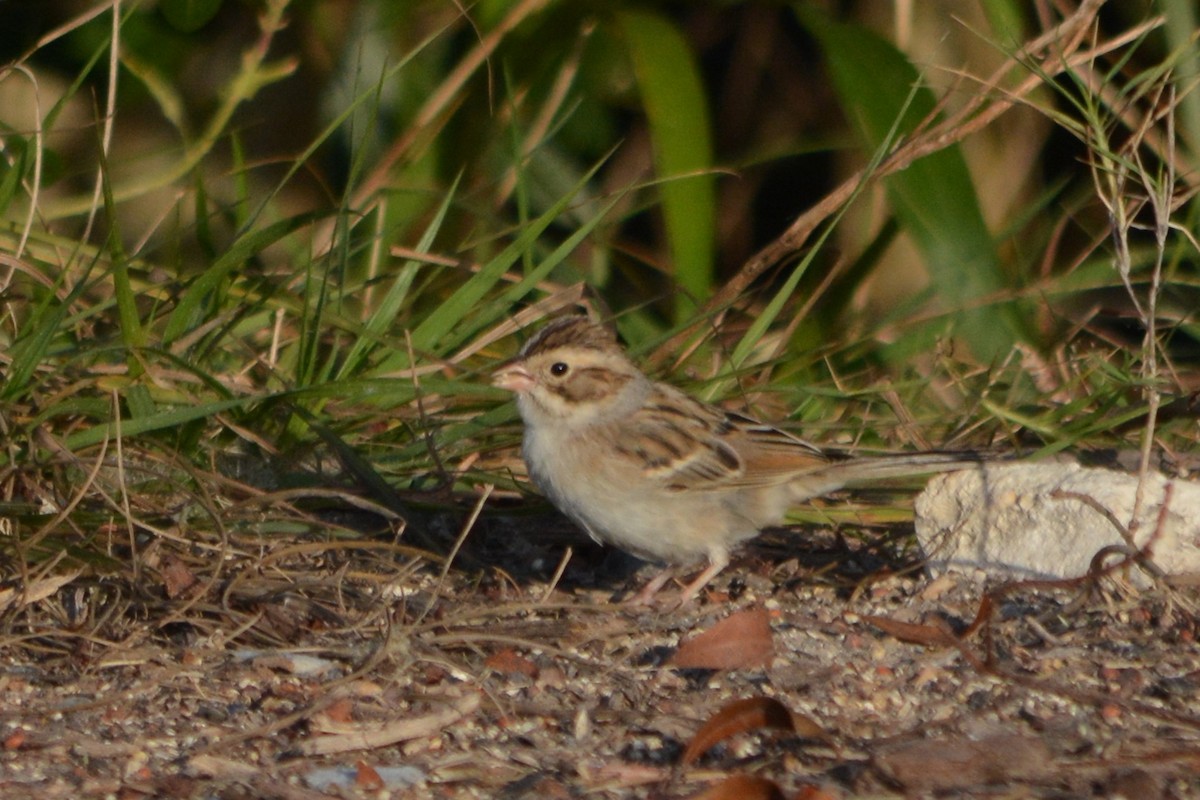 Clay-colored Sparrow - ML42180821
