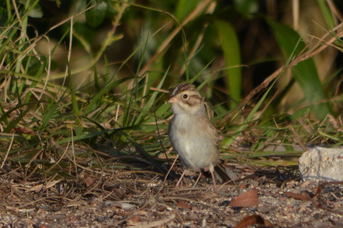Clay-colored Sparrow - ML42180841