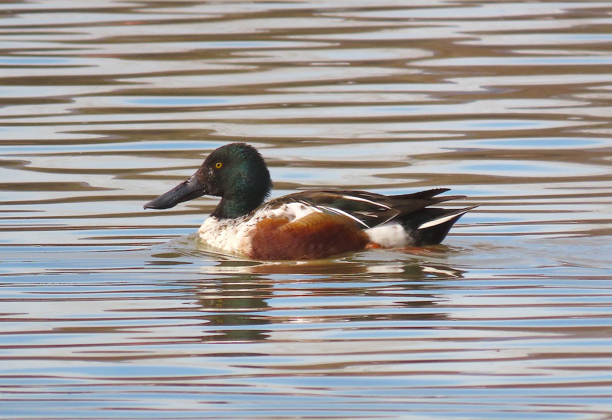 Northern Shoveler - Ted Floyd