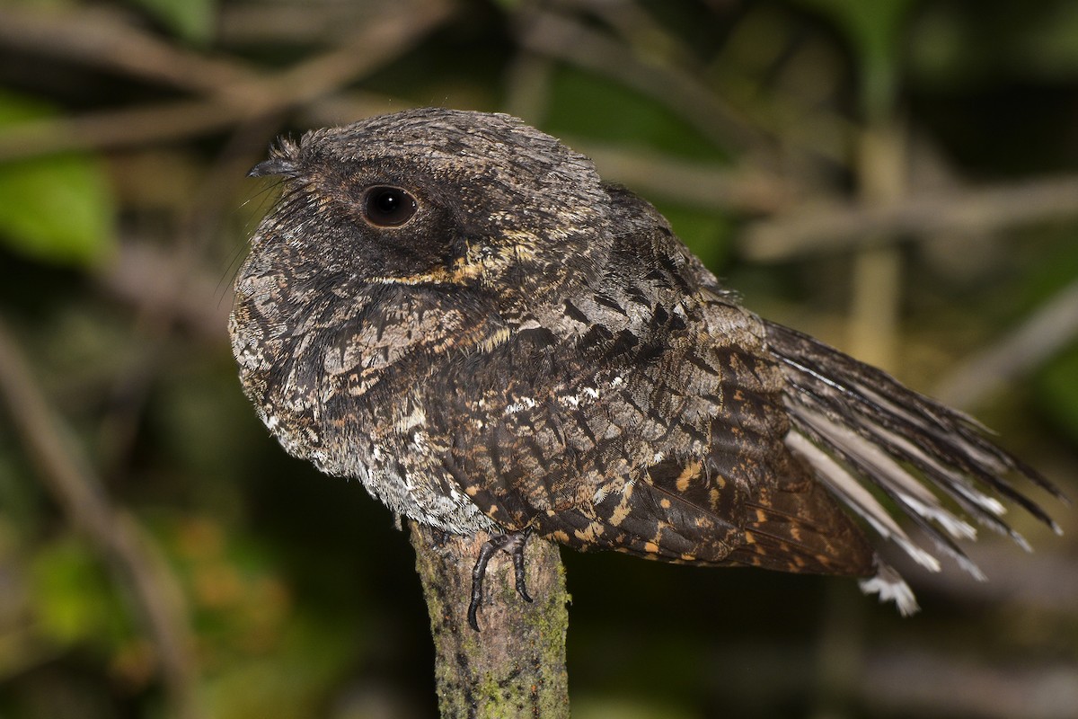 Yucatan Poorwill - ML421809101