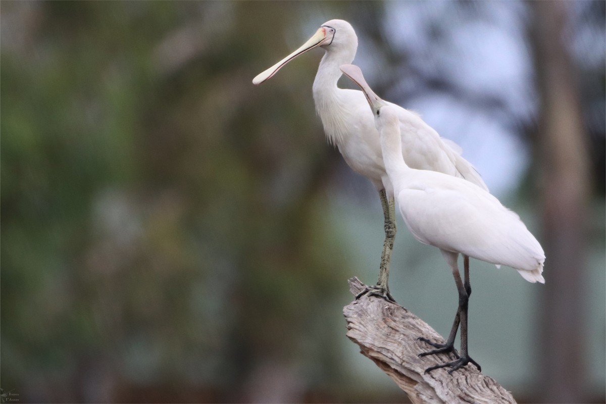 Yellow-billed Spoonbill - ML421811761