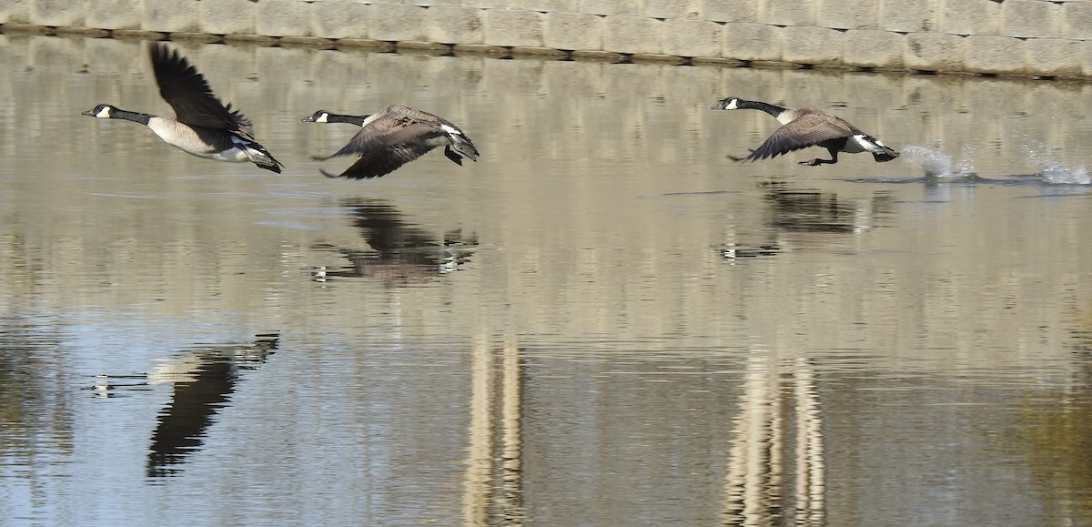 Canada Goose - ML421812961