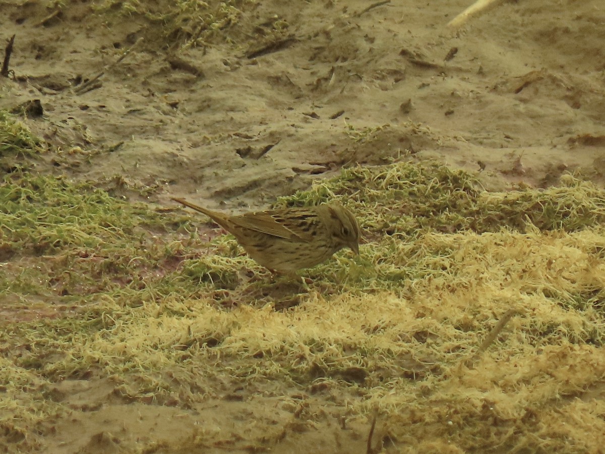 Lincoln's Sparrow - ML421813311