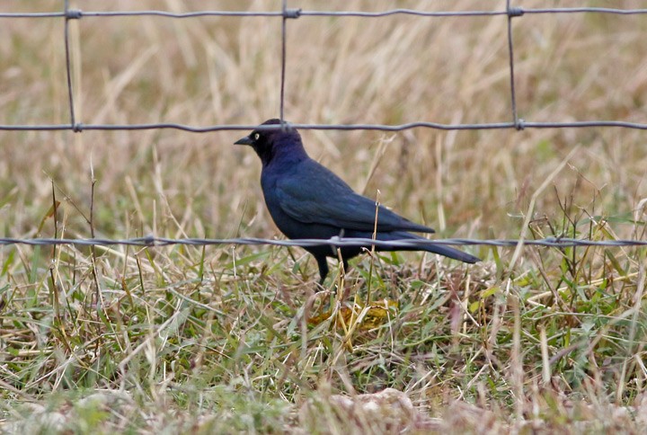 Brewer's Blackbird - ML42181381