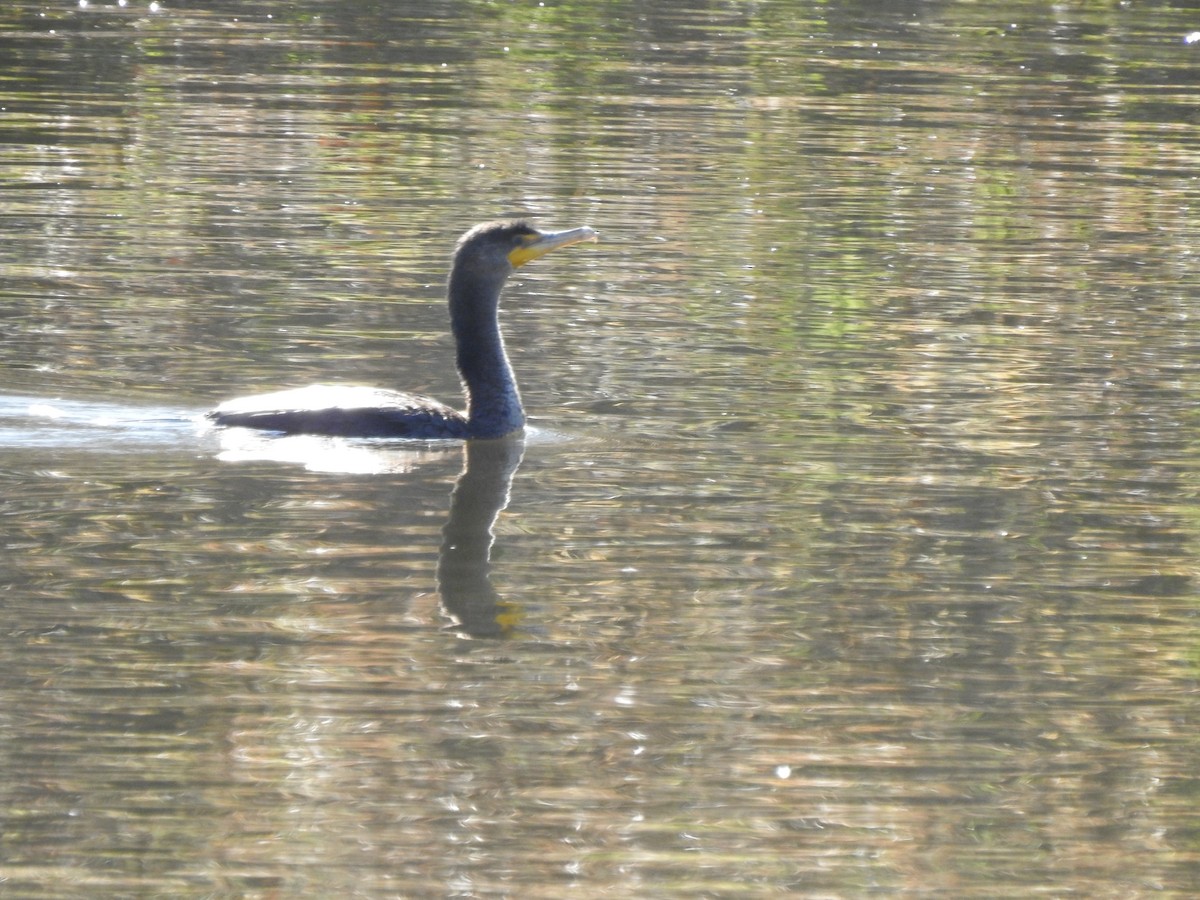 Cormoran à aigrettes - ML421813931