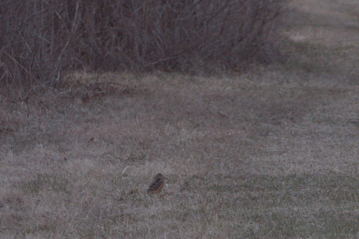 American Woodcock - ML421815401