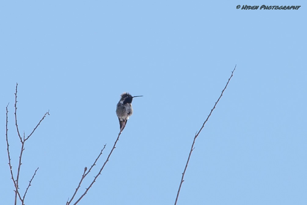 Costa's Hummingbird - ML421815451