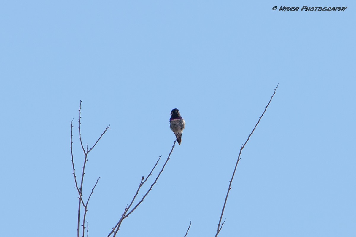 Costa's Hummingbird - ML421815461
