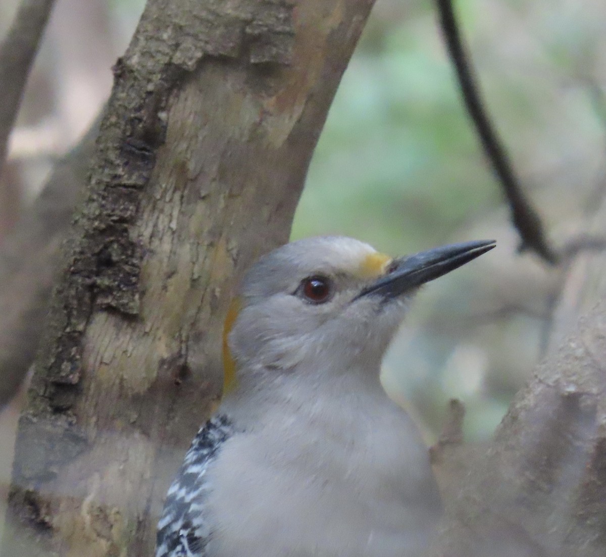 Golden-fronted Woodpecker - Diane Roberts