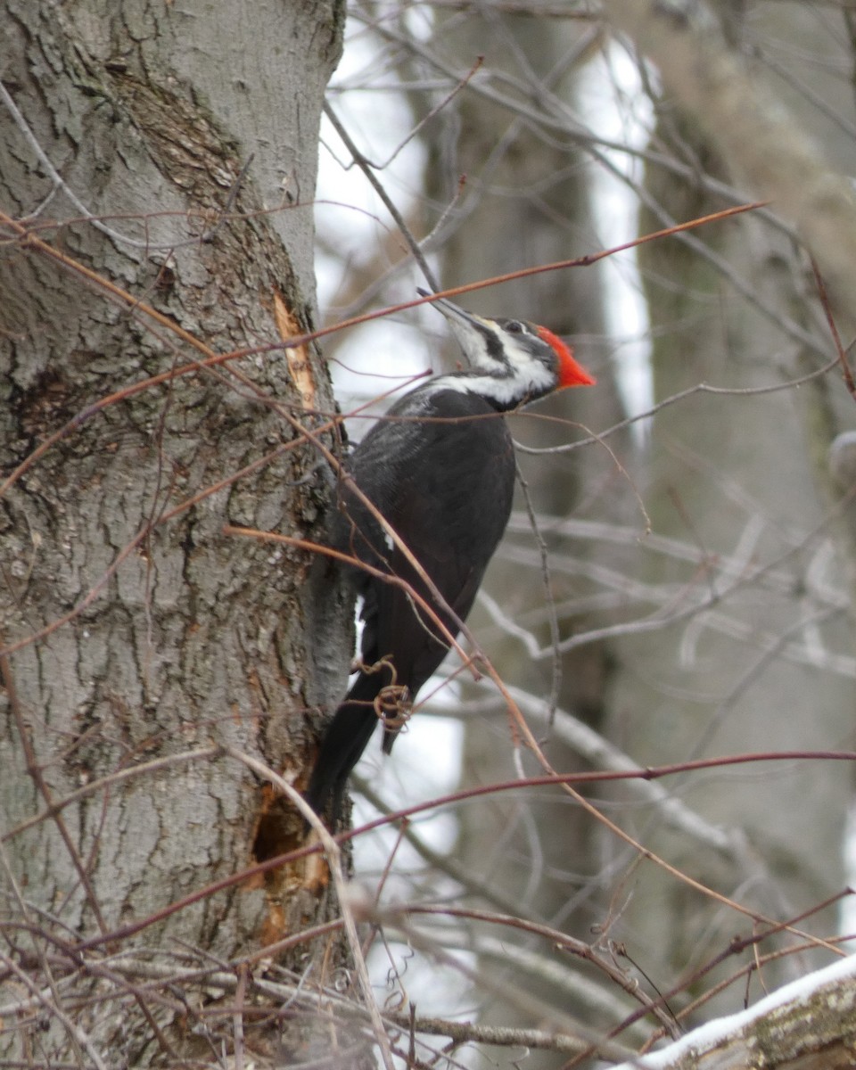 Pileated Woodpecker - Kathy L. Mock