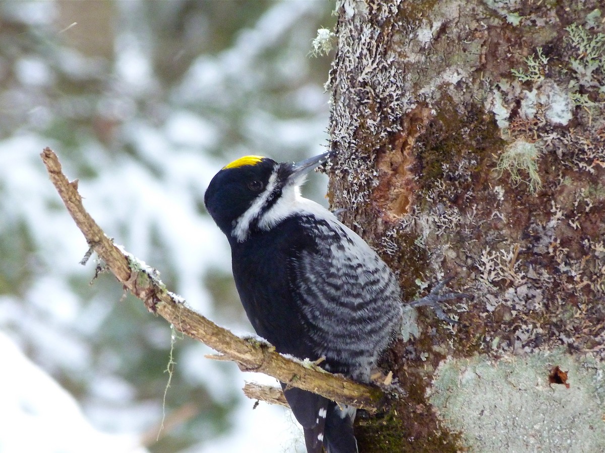 Black-backed Woodpecker - ML42181761