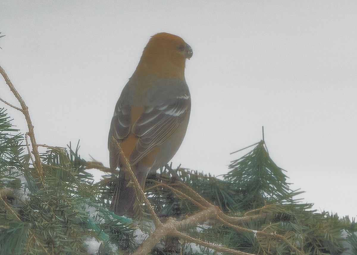 Pine Grosbeak - ML421817891