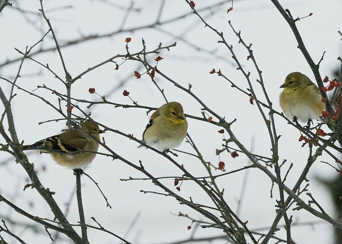 American Goldfinch - ML421819341