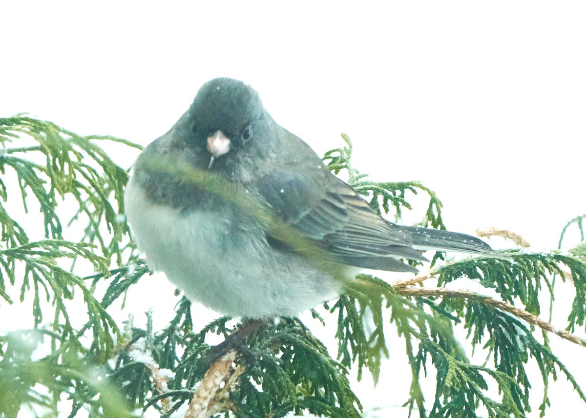 Dark-eyed Junco - ML421819431