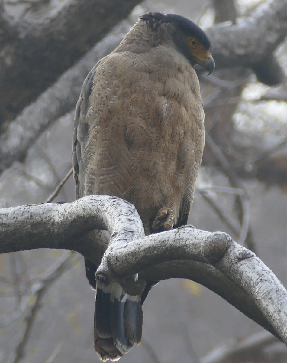 Crested Serpent-Eagle - ML421819441