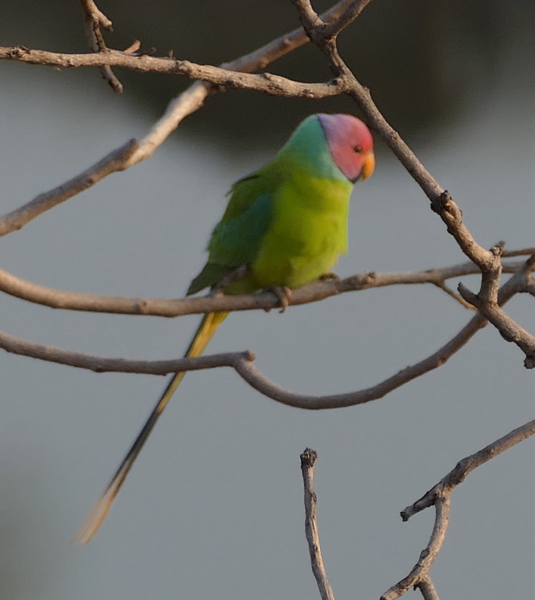 Plum-headed Parakeet - ML421819541