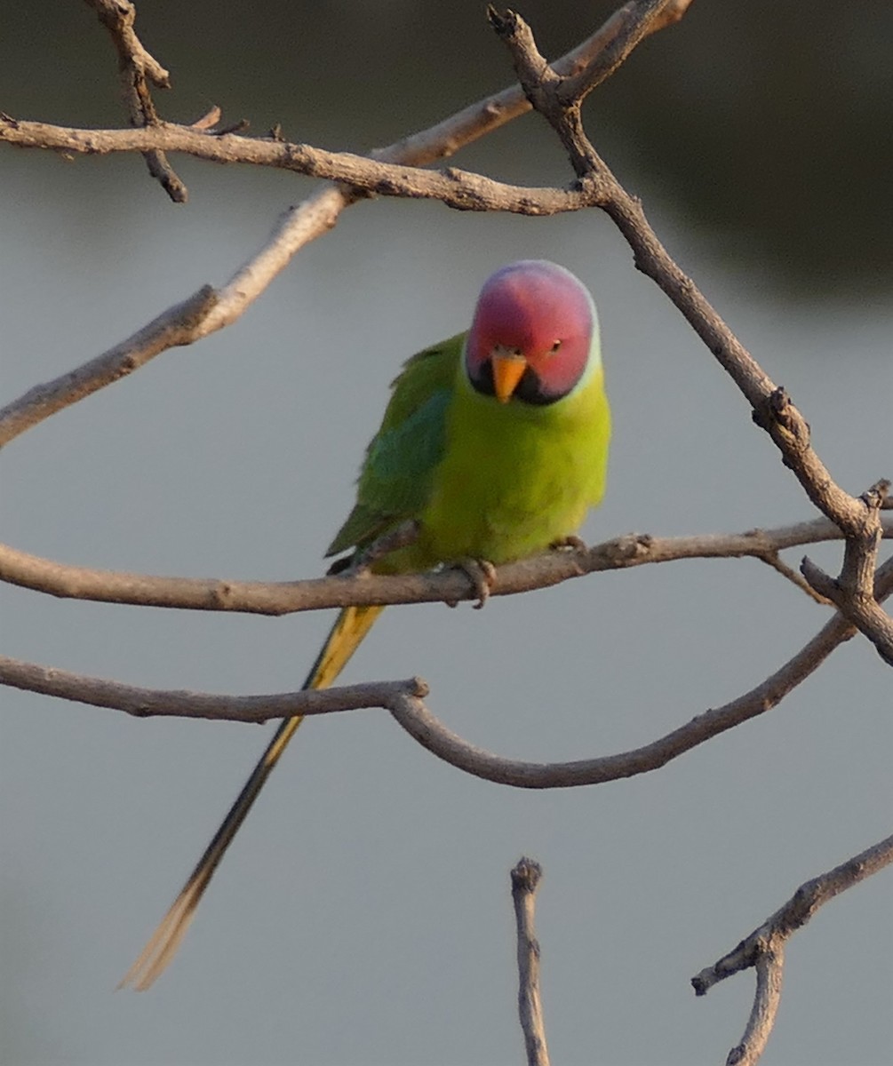 Plum-headed Parakeet - ML421819551