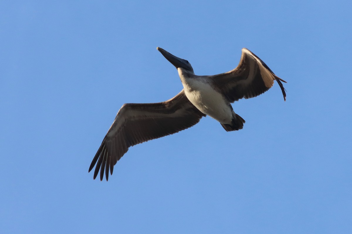 Brown Pelican - ML421820831