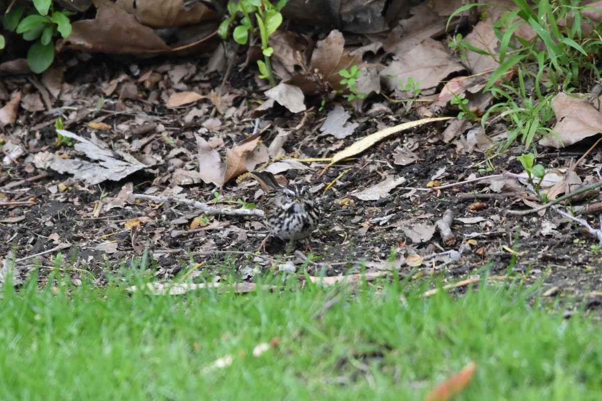 Song Sparrow - ML421821021