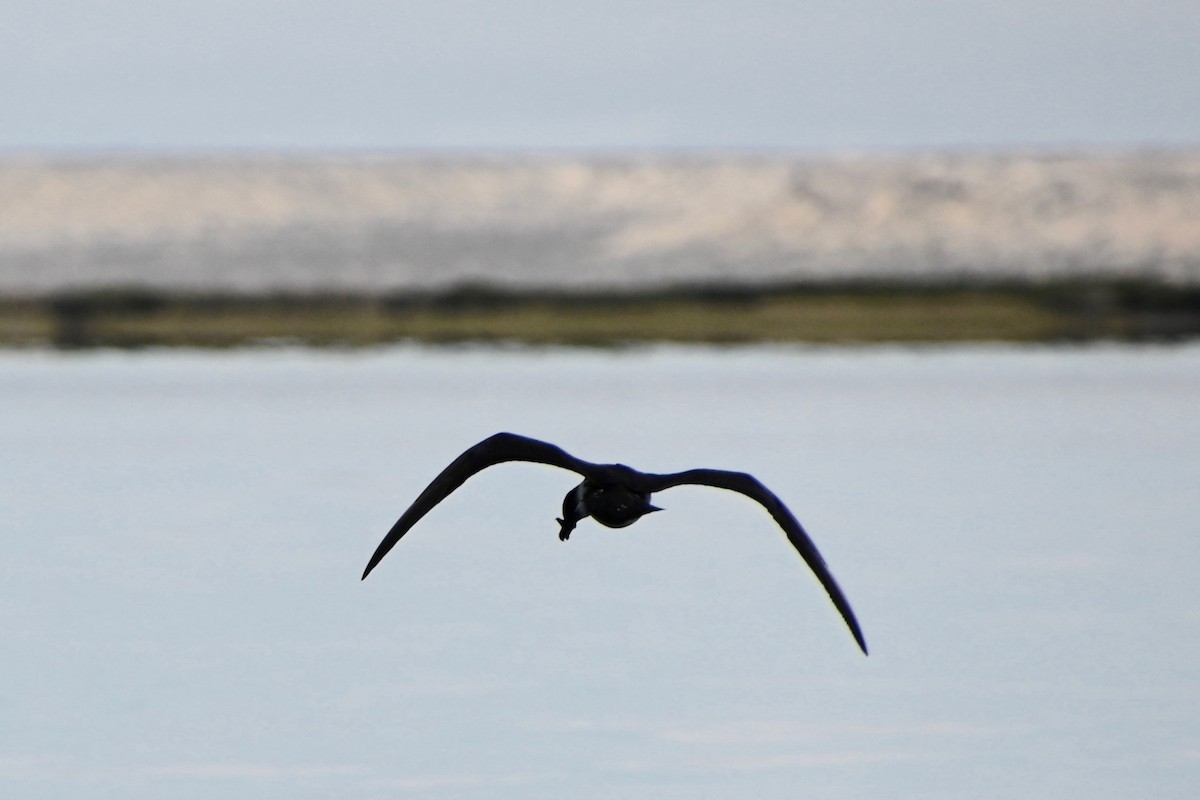 Pomarine Jaeger - Rich Howard