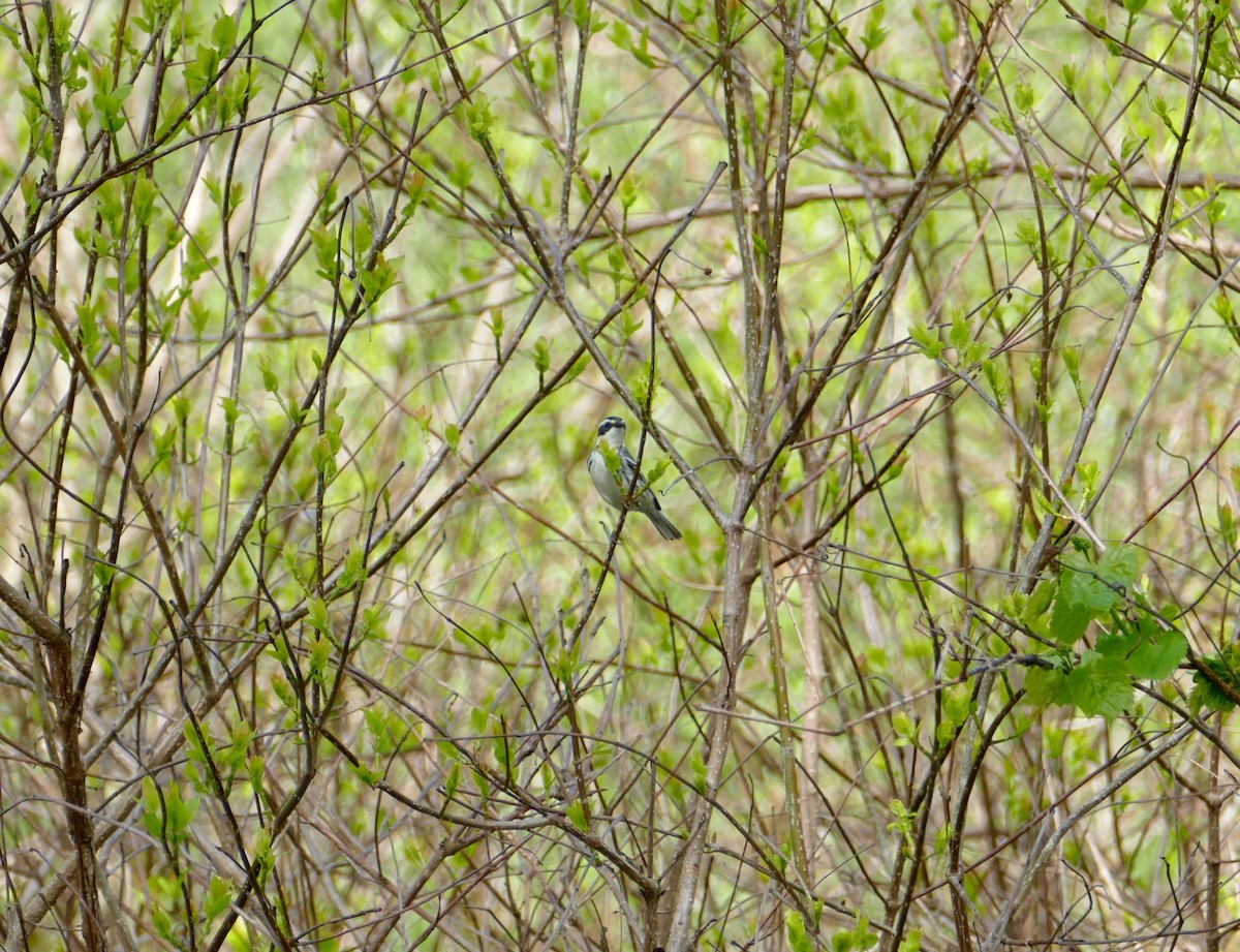 Black-throated Gray Warbler - ML421822351