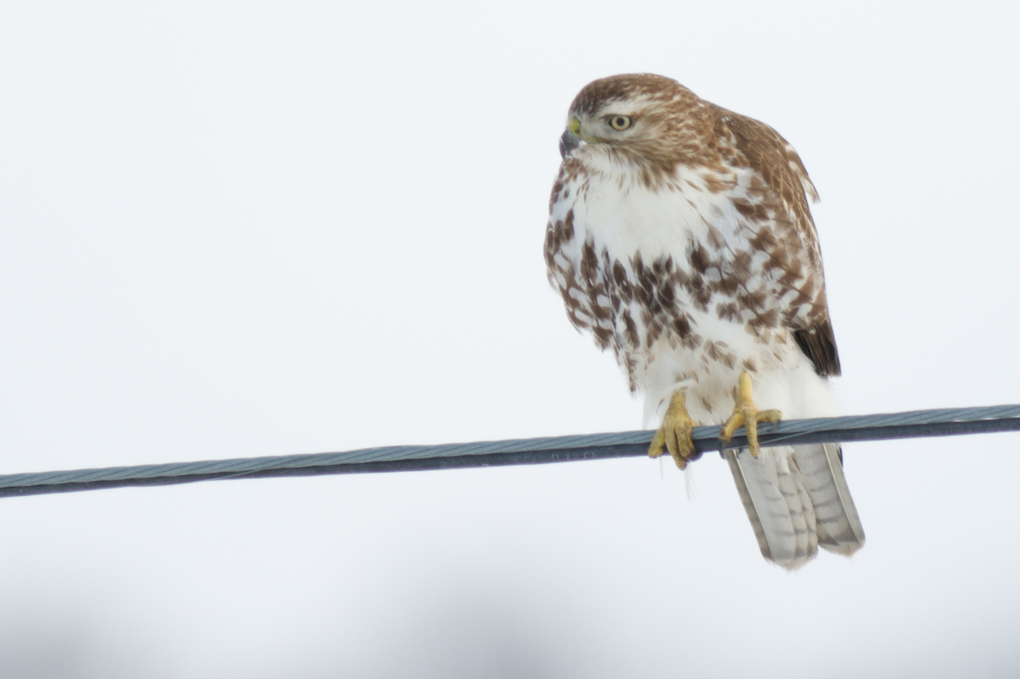 Red-tailed Hawk - ML421824621
