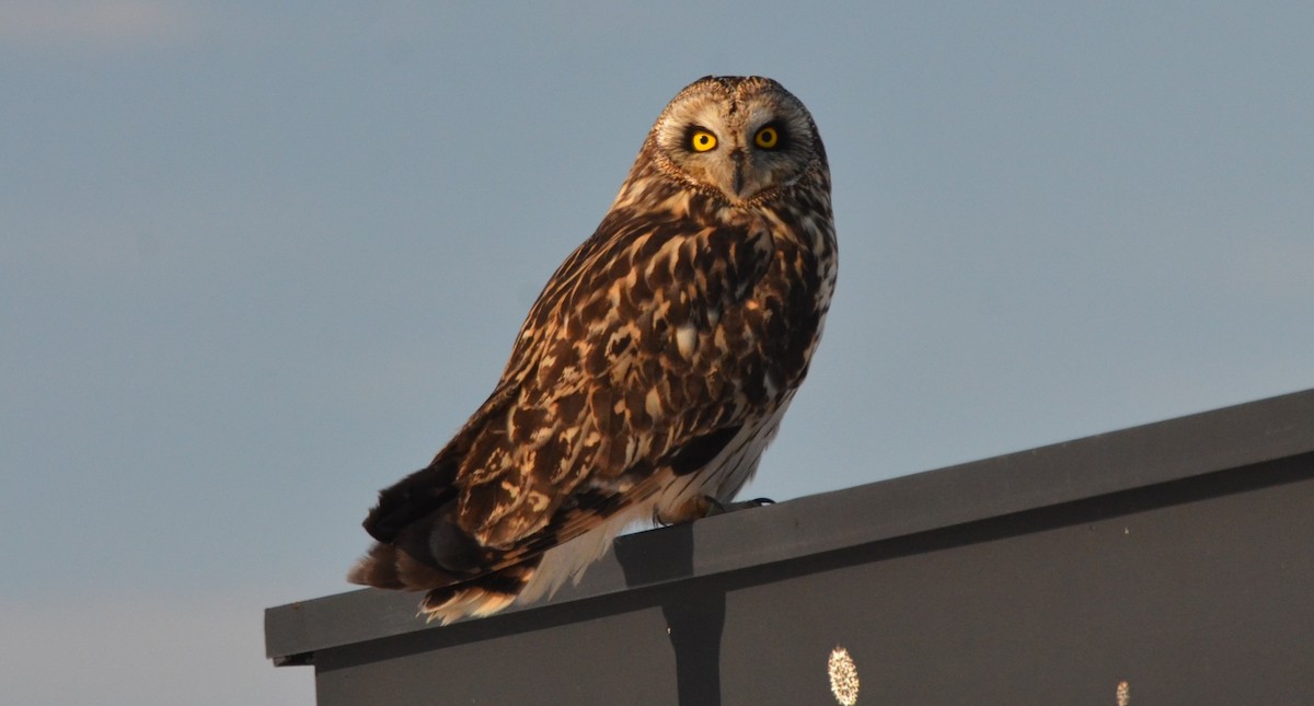 Short-eared Owl - Ron Furnish