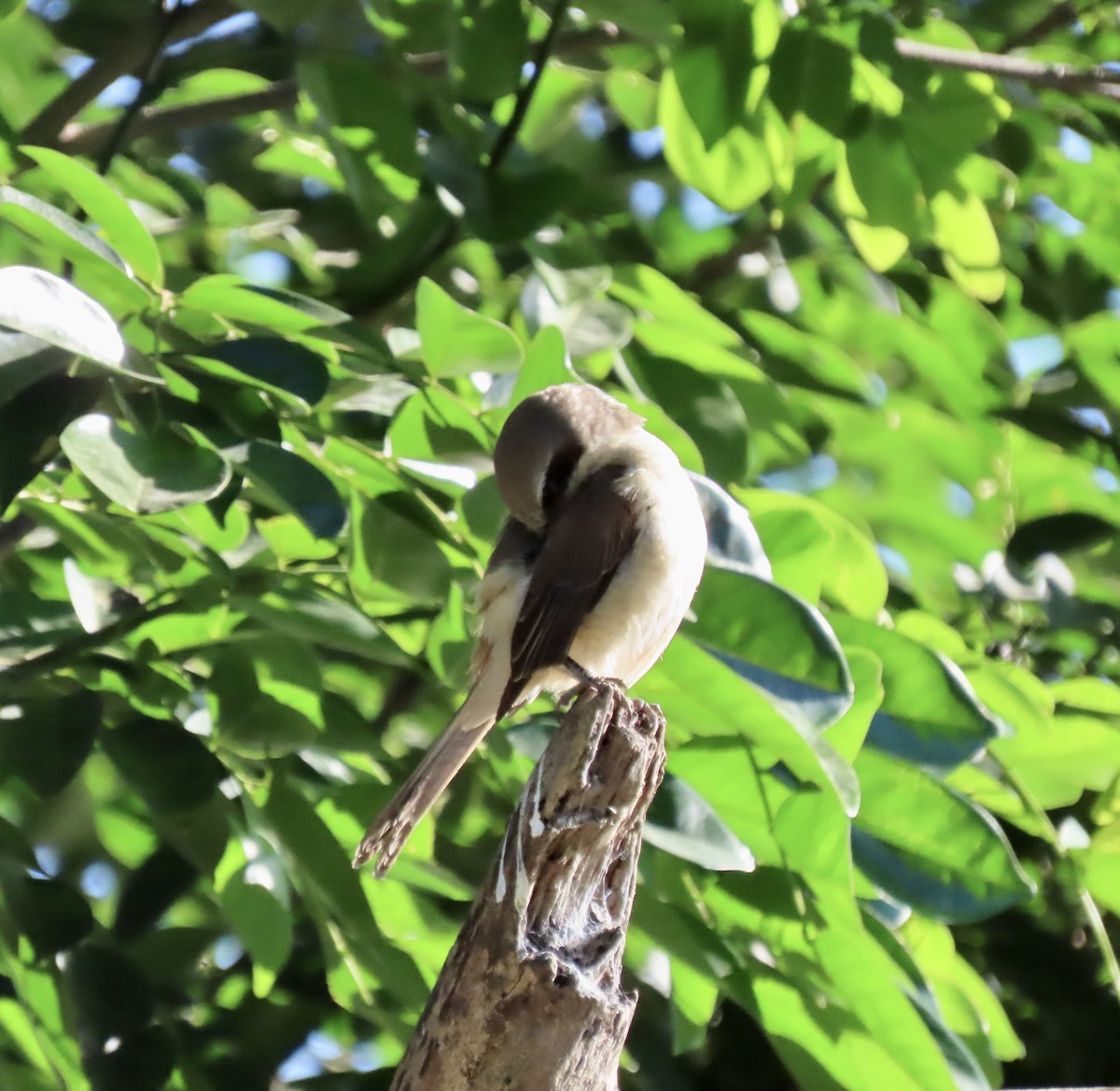 Brown Shrike - ML421825161