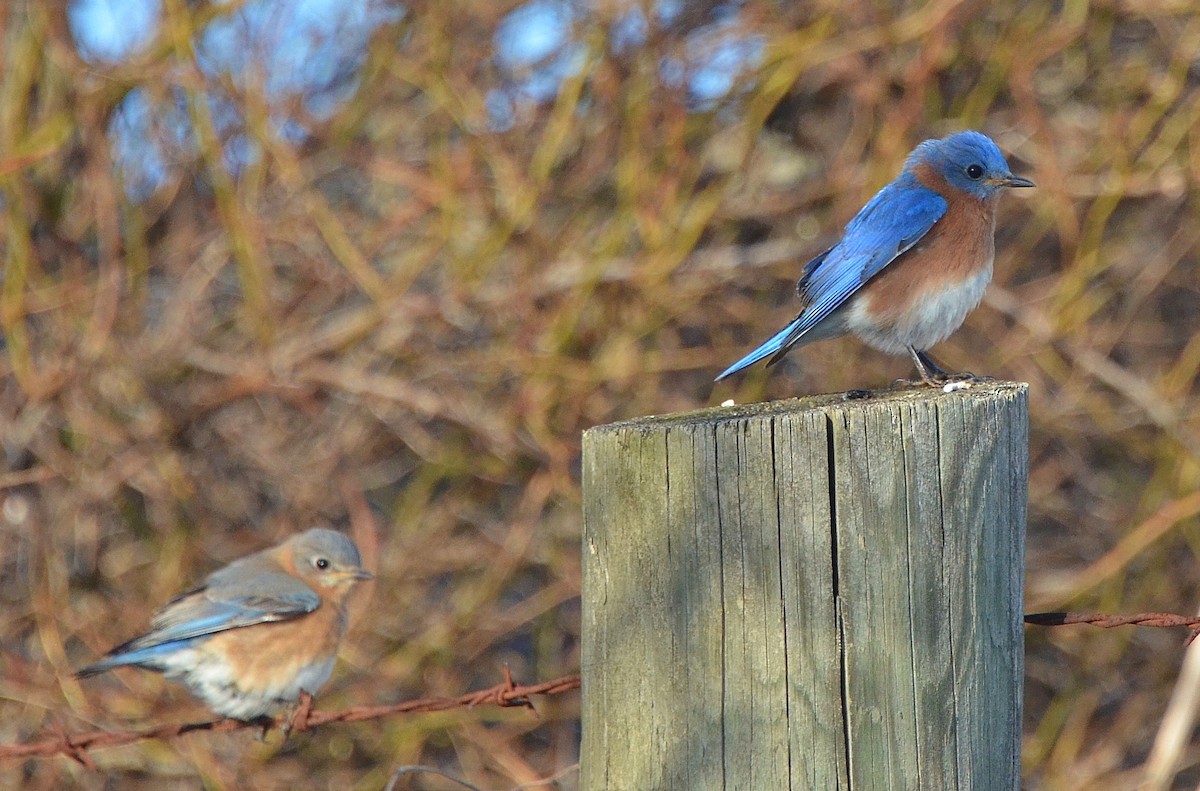 Eastern Bluebird - Ron Furnish