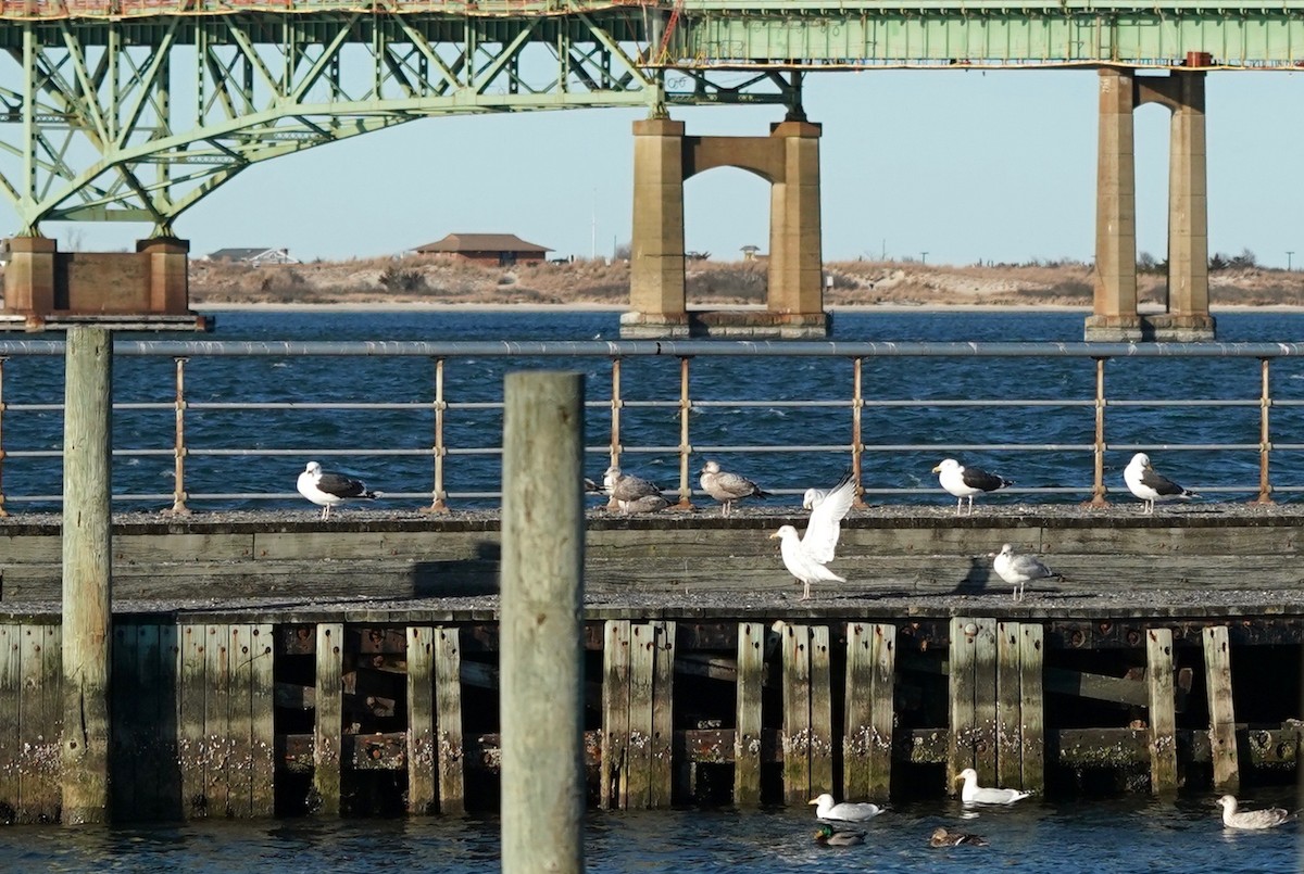 Great Black-backed Gull - ML421825751