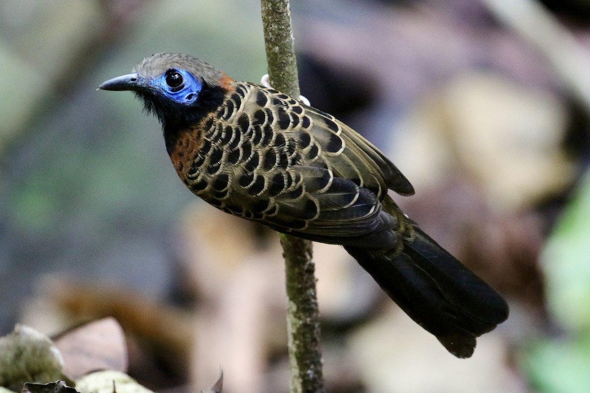 Ocellated Antbird - ML421827171