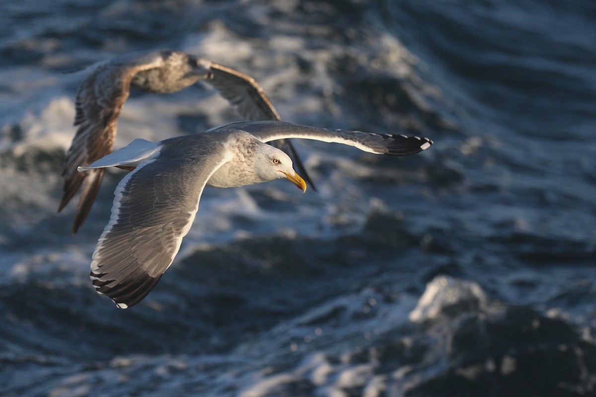 American Herring x Lesser Black-backed Gull (hybrid) - Aaron Graham
