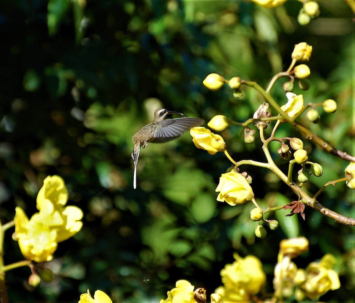 Long-billed Hermit - ML42182871