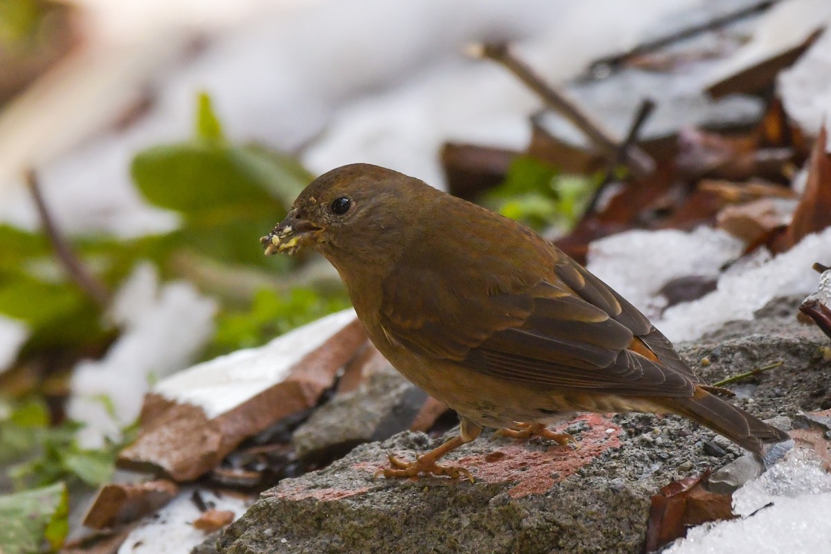 Blanford's Rosefinch - Prasanna Venkatesh