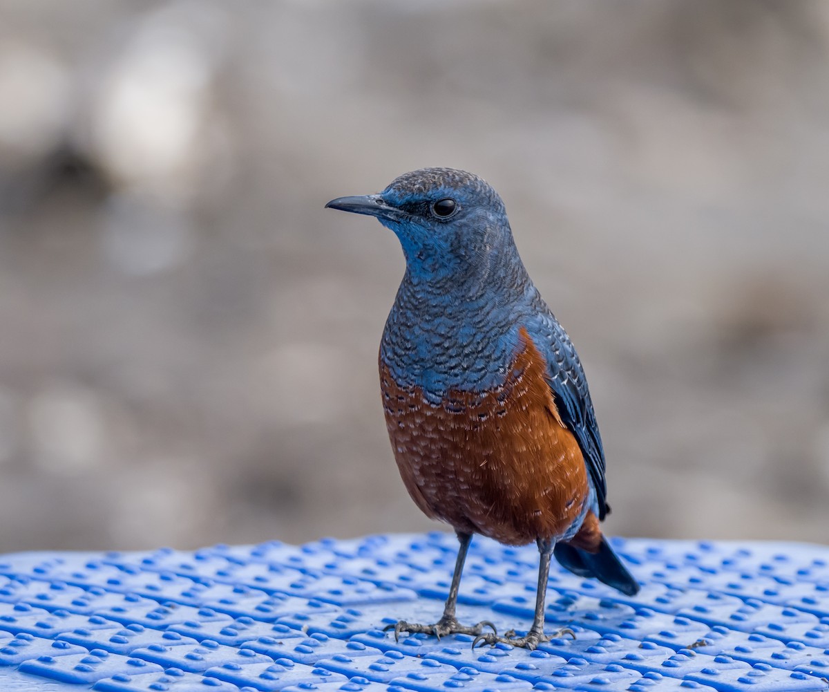 Blue Rock-Thrush - ML421830181