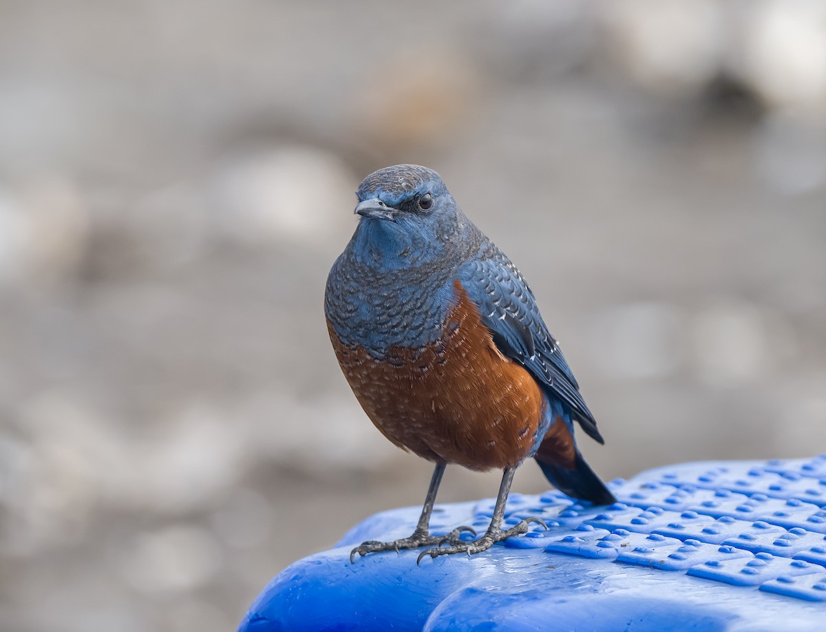 Blue Rock-Thrush - ML421830211