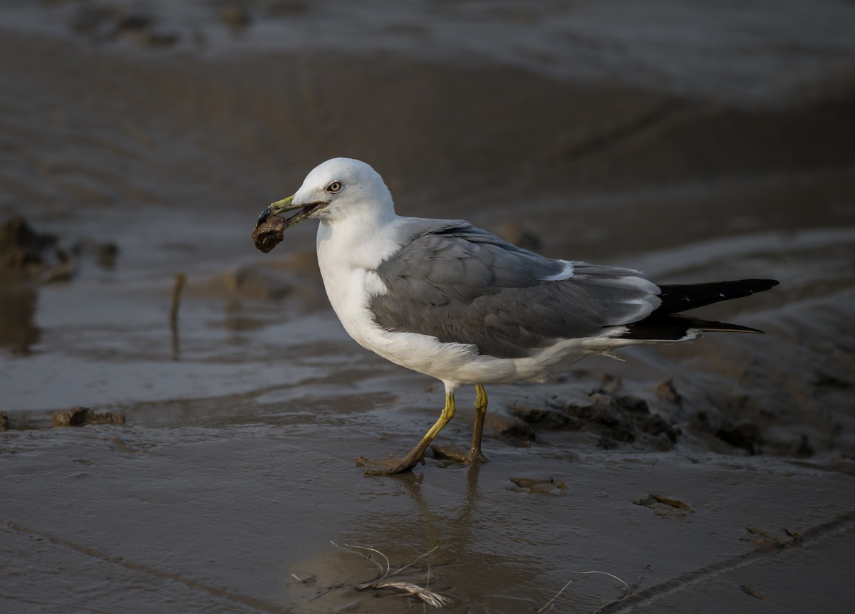 Black-tailed Gull - ML421830551