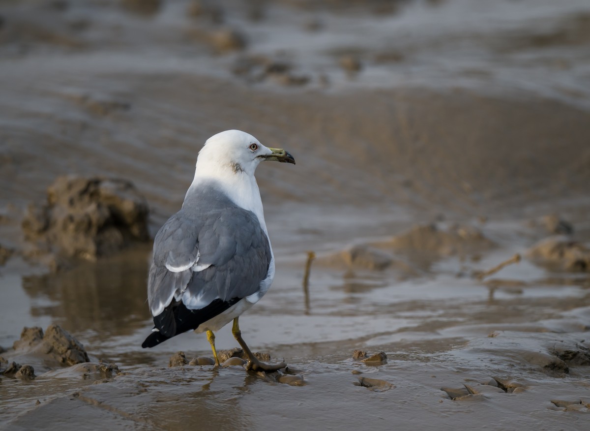 Black-tailed Gull - ML421830591