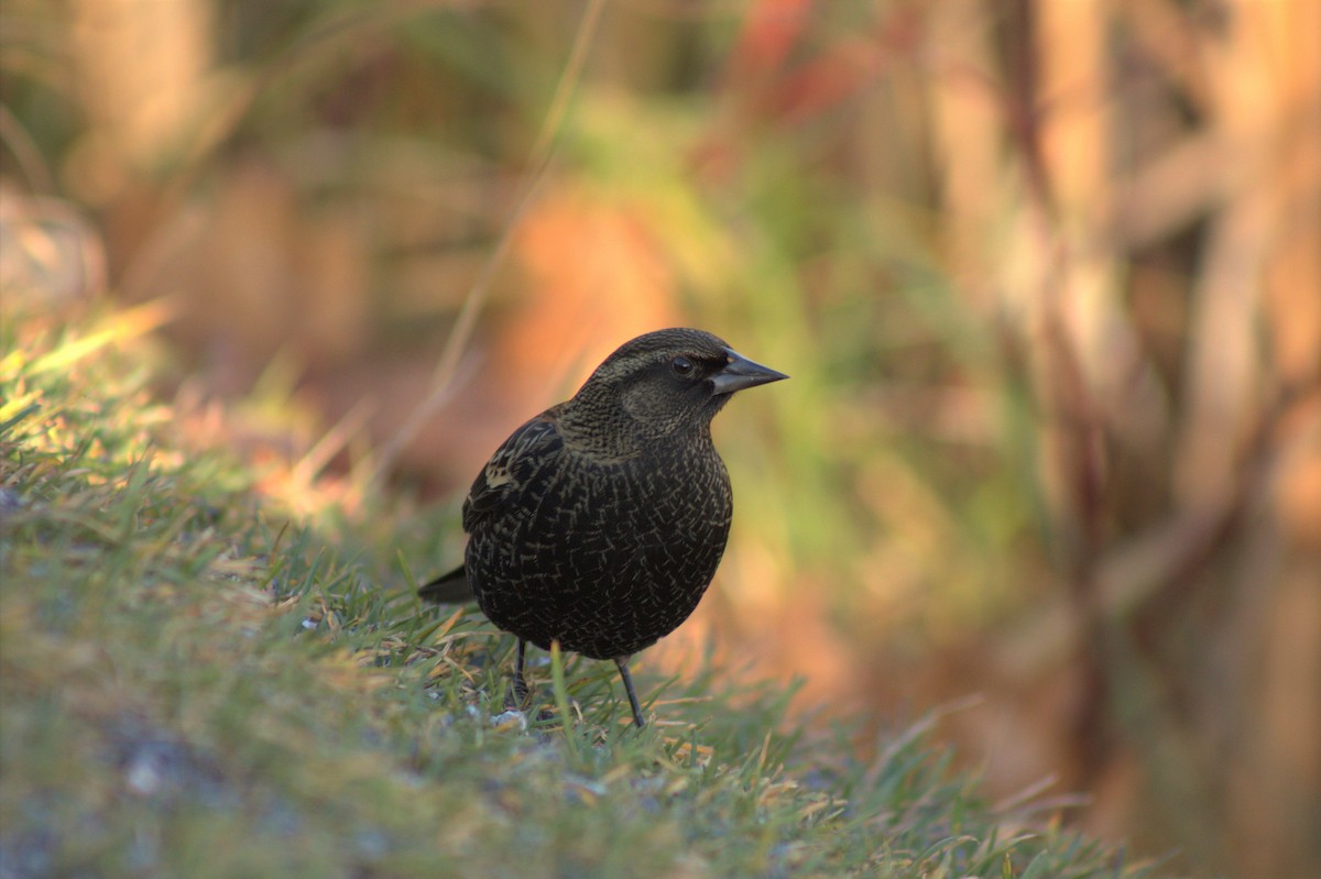 Red-winged Blackbird - ML421830991