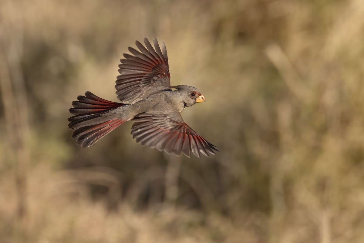 Pyrrhuloxia - ML421832101